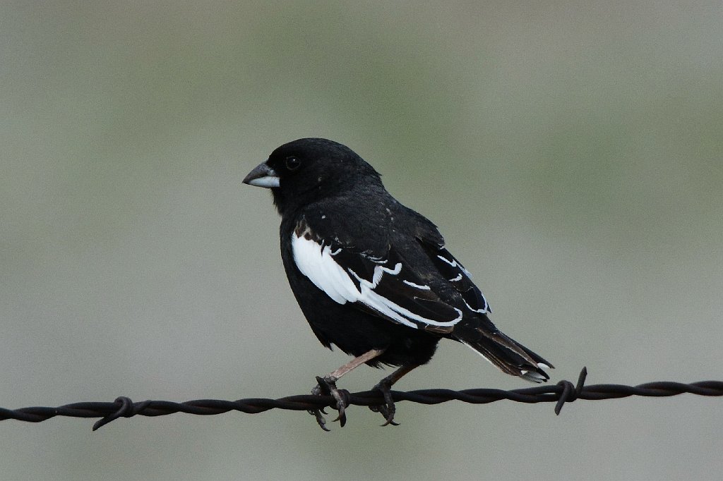 Bunting, Lark, 2015-05268429 Pawnee National Grasslands, CO.JPG - Lark Bunting. Pawnee National Grasslands, CO, 5-26-2015